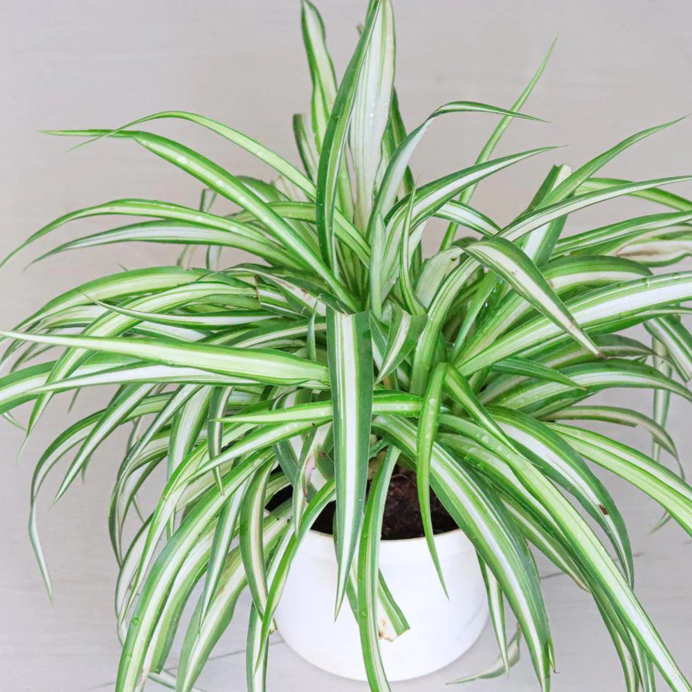 Spider Plant
