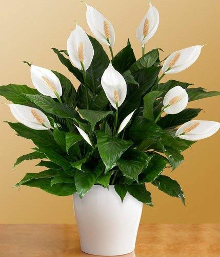 Peace lily plant