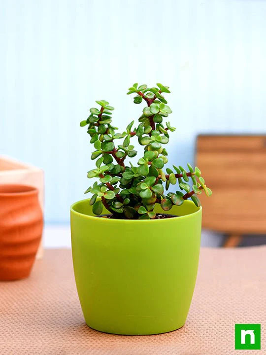 Jade Plant