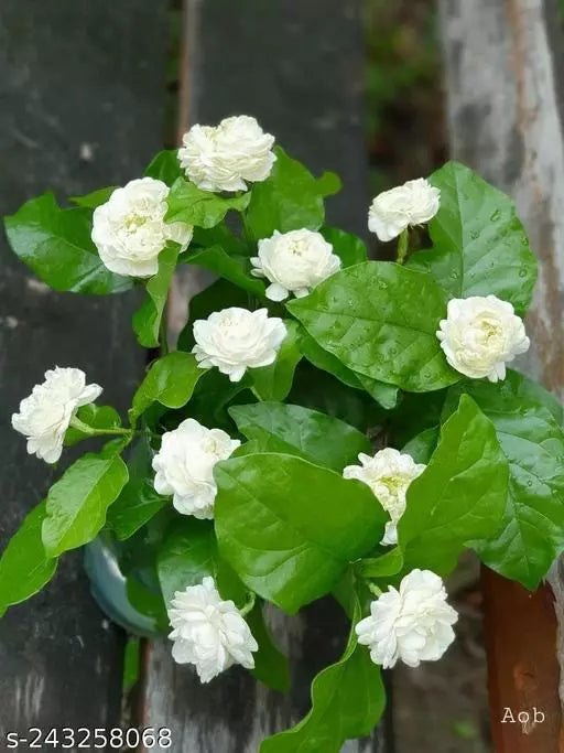 Mogra plant